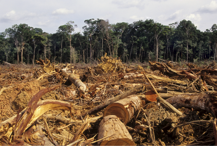 Día mundial del medio ambiente