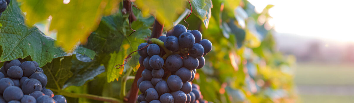 5 Aspectos a tomar en cuenta para el cultivo de uva